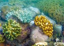 Judith Wright - The Coral Battleground